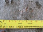 fresh bear claw marks on beech tree