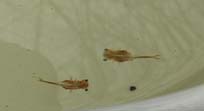 image of fairy shrimp