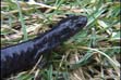 Close up of a Jefferson Salamander