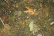 Image of spermataphore in a vernal pool