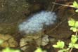 Spotted Salamander eggs