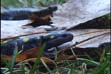 Close up of Spotted Salamander