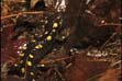 Spotted Salamander