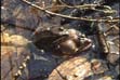 Male and female woodfrog in amphiplexus