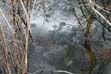 image of many woodfrog egg masses floating in a vernal pool