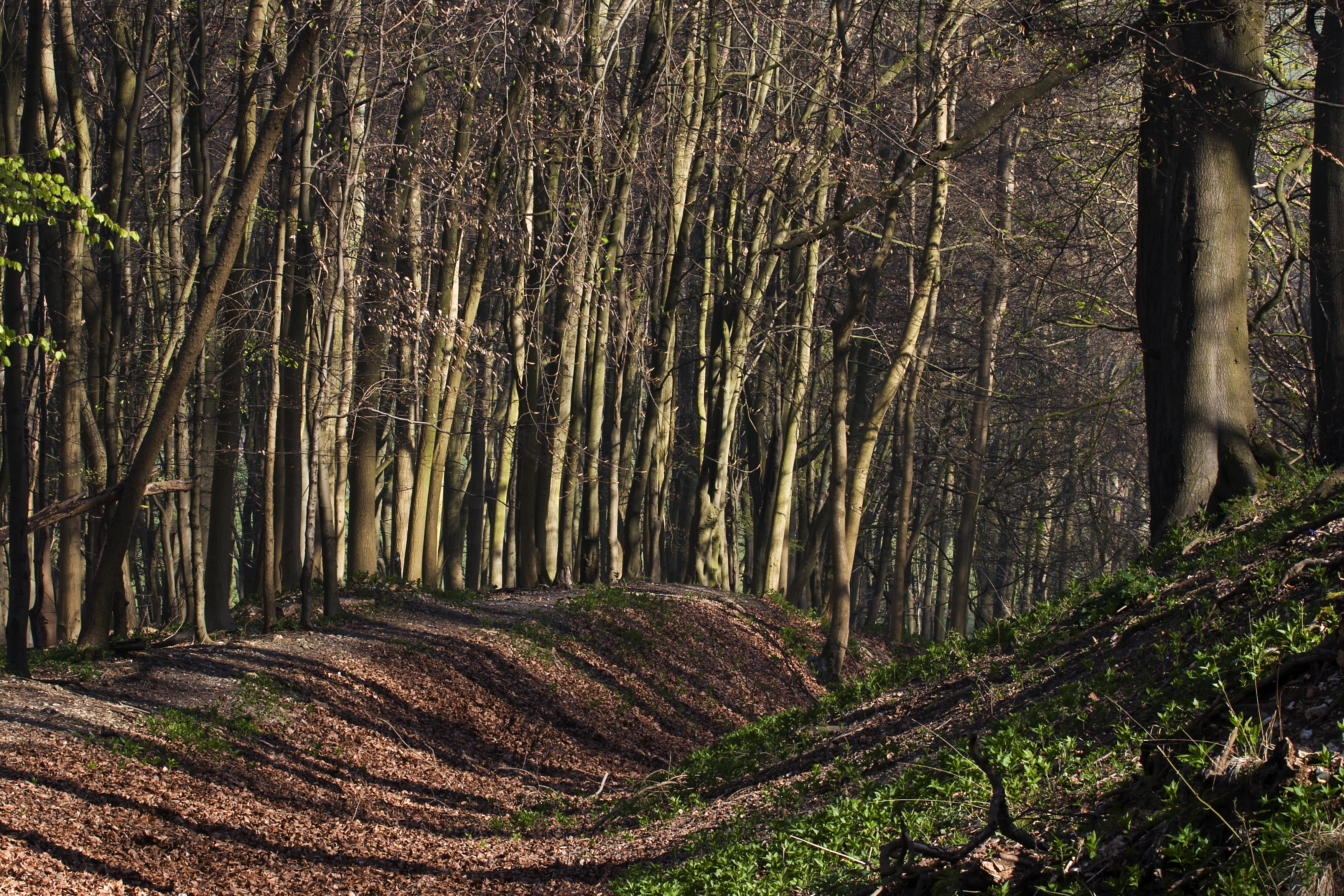 Лес Ashridge. Леса Нью. New Forest Hampshire. The New Forests in England.