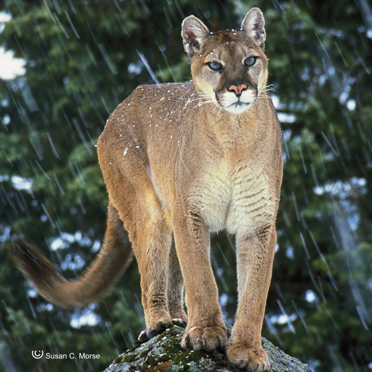 the-mountain-lion-returns-berkshire-environmental-action-team