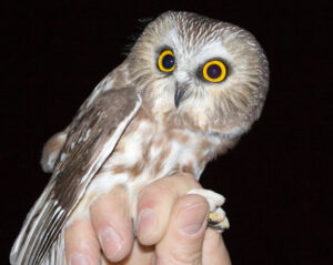 Do Owls Poop Throught Their Mouths? - Berkshire Environmental Action Team